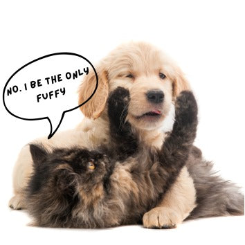 Nourishment and Your Pet's Coat