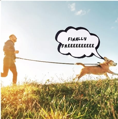Security Devices for Pets: Ensuring Safety and Peace of Mind in India