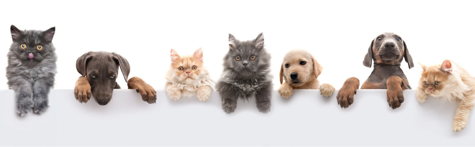 The Art of Managing a Multi-Pet Household: A Guide for Pet Parents