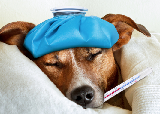 Winter Illnesses in Pets: Treatment and Prevention