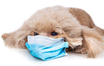 Protecting Your Dog from Parvovirus