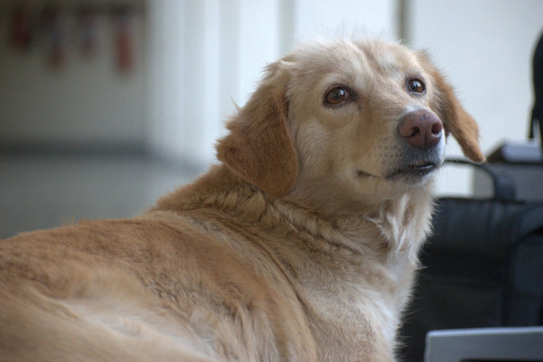Meet Curie: The Unofficial Mascot of IIT Kanpur by Vishal