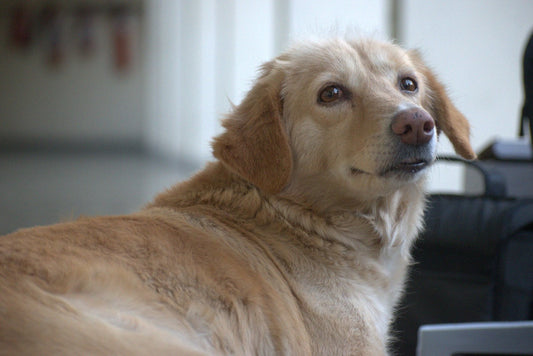 Meet Curie: The Unofficial Mascot of IIT Kanpur by Vishal