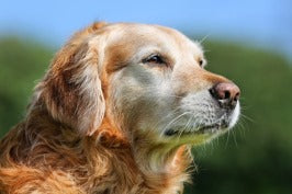 Summer Bathing and Grooming Tips: Keeping Your dog Cool and Comfy by Himanshi