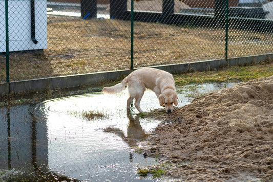 Is Drinking Puddle Water Safe for Your Dog?