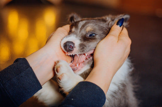 What to Do When a Dog Bites Their Owner