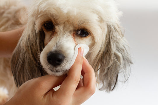 Remedies for Skin Allergies in Dogs: A Guide for Concerned Pet Owners