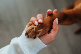Managing the First Few Weeks with Your Pet: