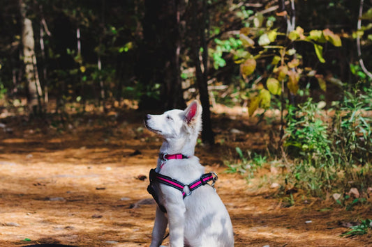 Tail-Wagging Nutrition: Crafting a Wholesome Diet for Your Canine Companion
