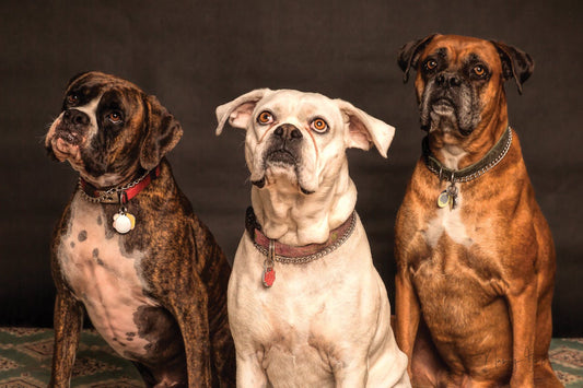 Nourishing Your Furry Friend: A Guide to Healthy Dog Food Choices