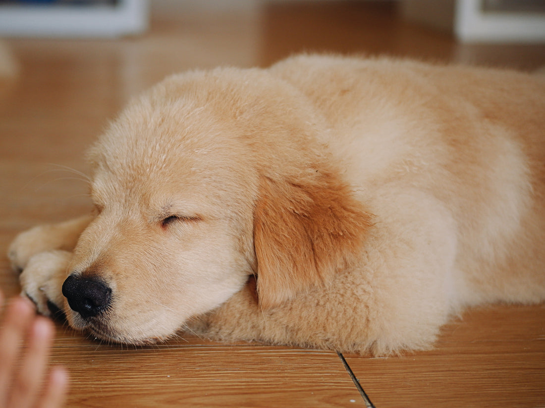 Does Your Dog Dream Like You?