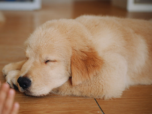 Does Your Dog Dream Like You?