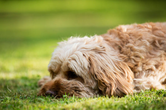 How to Identify and Treat Fungal Infections in Dogs: A Complete Guide