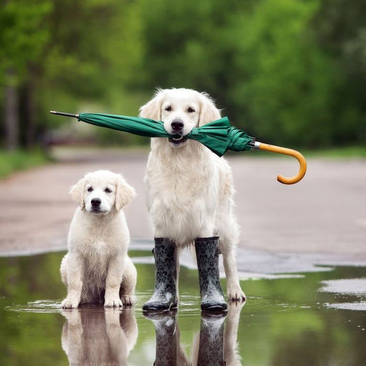 How to Keep Your Home Clean with a Dog During Monsoon