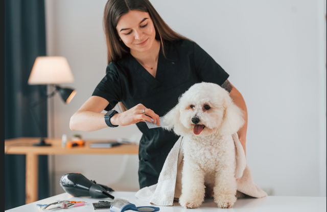 Tackling Summer Hair Shedding for Dogs and Cats