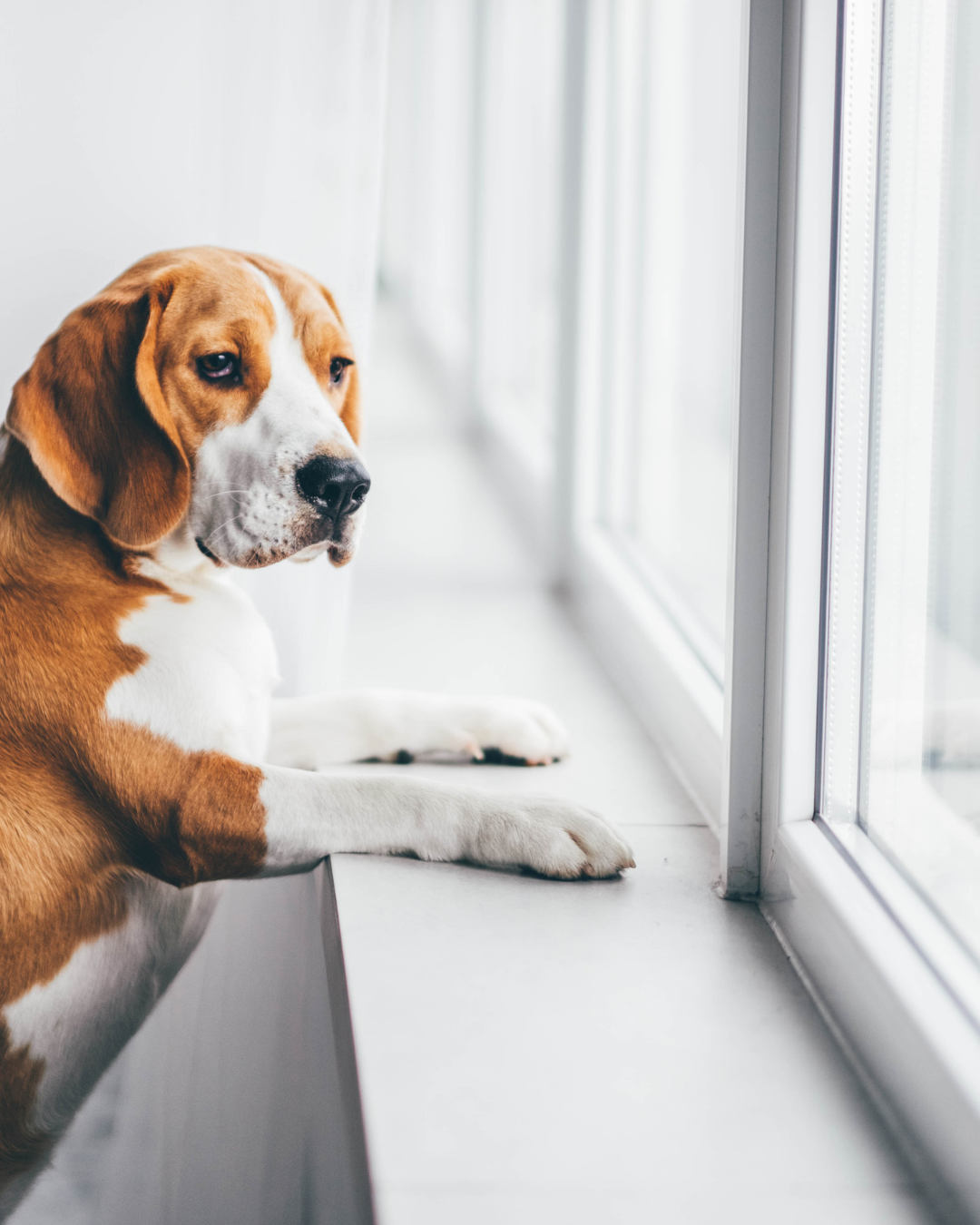 How Science Shows We Can Actually Help Anxious Dogs Through Their Food Bowl