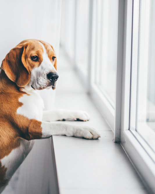 How Science Shows We Can Actually Help Anxious Dogs Through Their Food Bowl