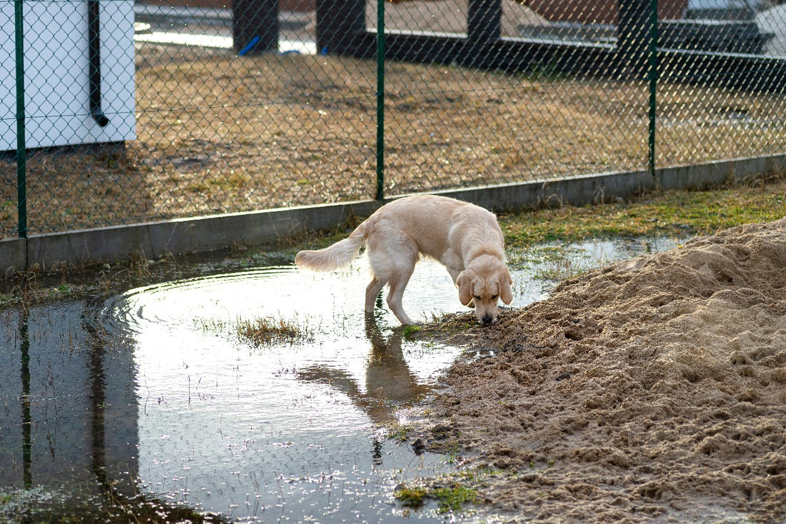 Is Drinking Puddle Water Safe for Your Dog?
