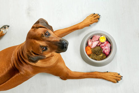 Raw Dog Food Diets: The Complete Guide for Pet Parents
