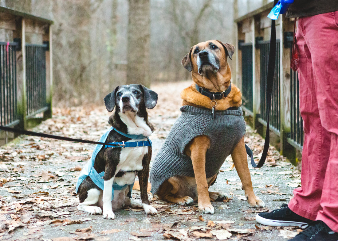 Winter Skin and Coat Care for Dogs: Your Ultimate Guide to Keeping Your Pet Happy and Healthy